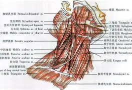 九游网页版入口-f1p595ps27xyz五